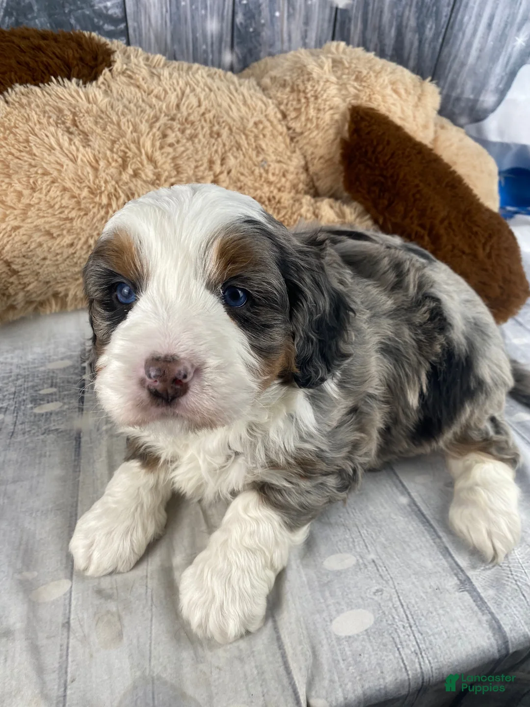 Mixed Breed dogs for sale: Rylan - Ad 8