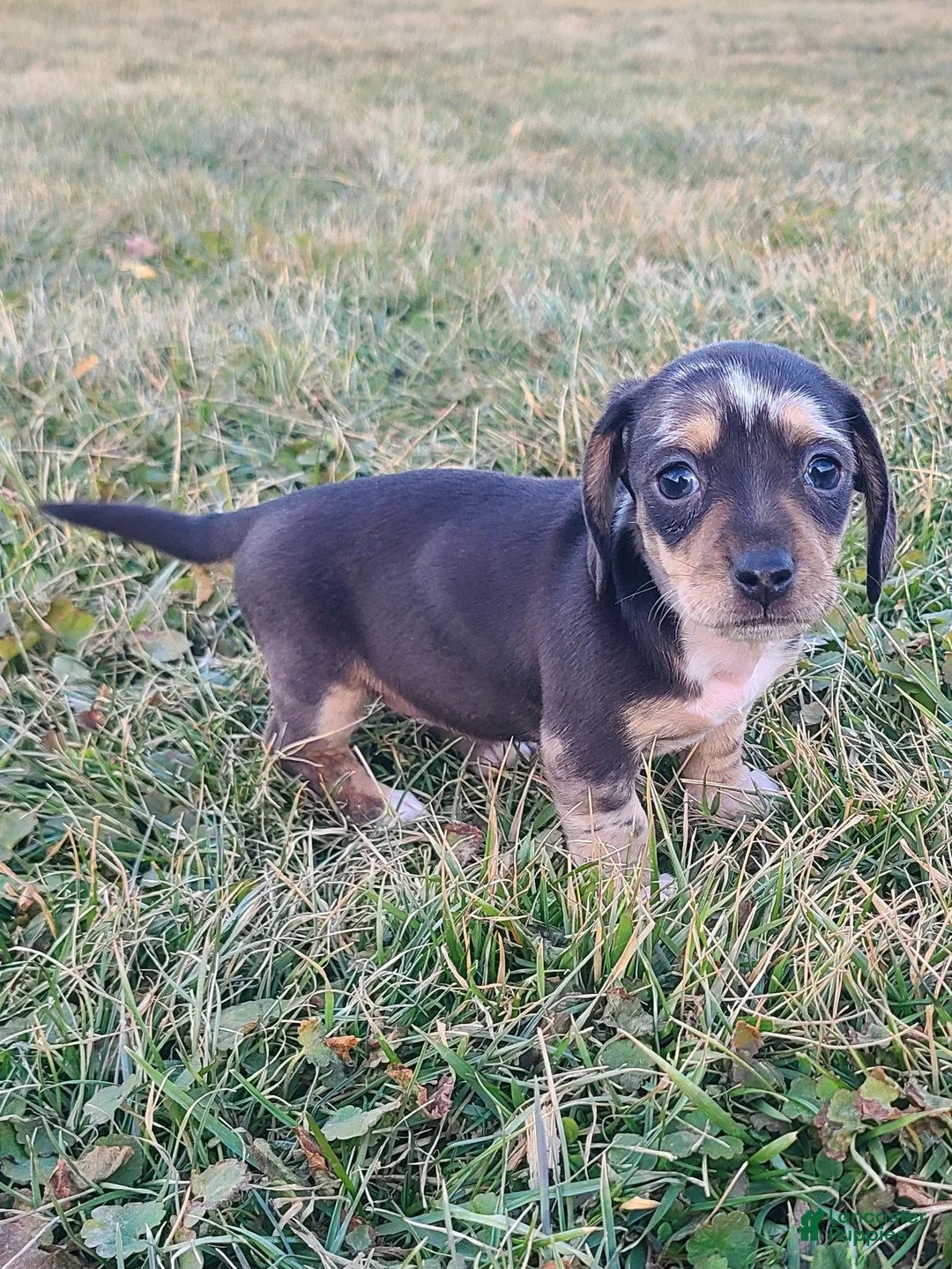 Miniature Dachshund dogs for sale: Flora - Ad 10