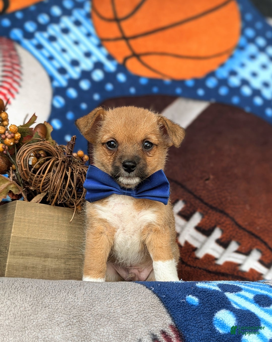 Mixed Breed dogs for sale: Rex 10 lbs Full Grown - Ad 1