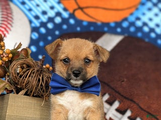 Mixed Breed dogs Rex 10 lbs Full Grown - Ad 18