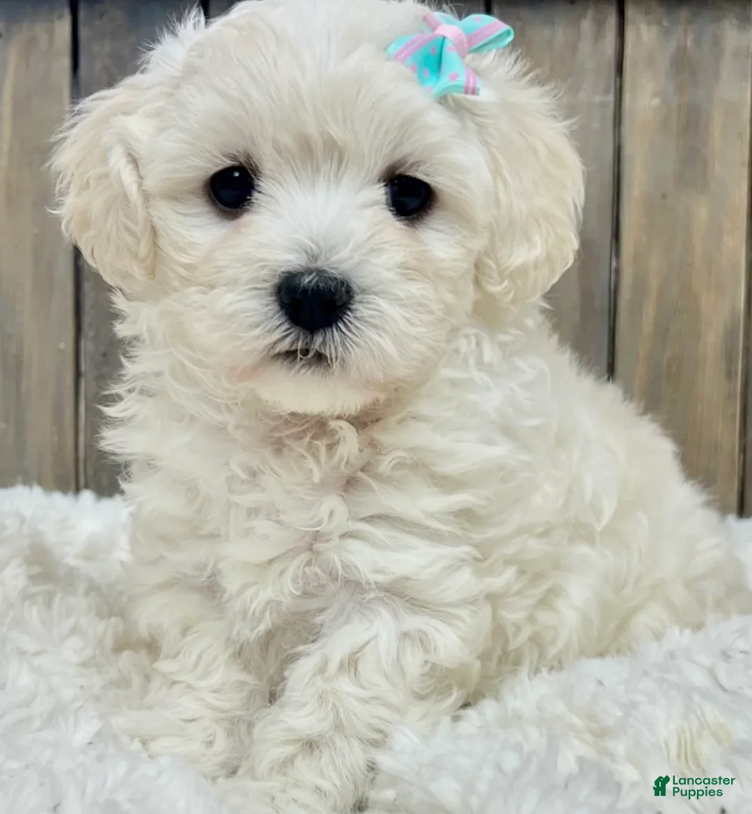 Maltipoo dogs for sale: Maltipoo Puppy 4 - Ad 1