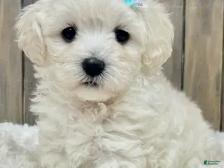 Maltipoo dogs Maltipoo Puppy 4 - Ad 13