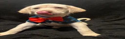 Labrador Retriever dogs for sale: Bear (blue)  - Ad 5