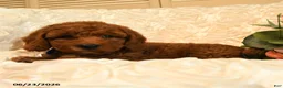 Mini Goldendoodle dogs for sale: Gilbert - Ad 3