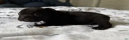French Bulldog dogs for sale: Prince  - Ad 3