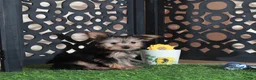 Yorkshire Terrier dogs for sale: Brutus Adorable ACA Teacup Yorkie  - Ad 4