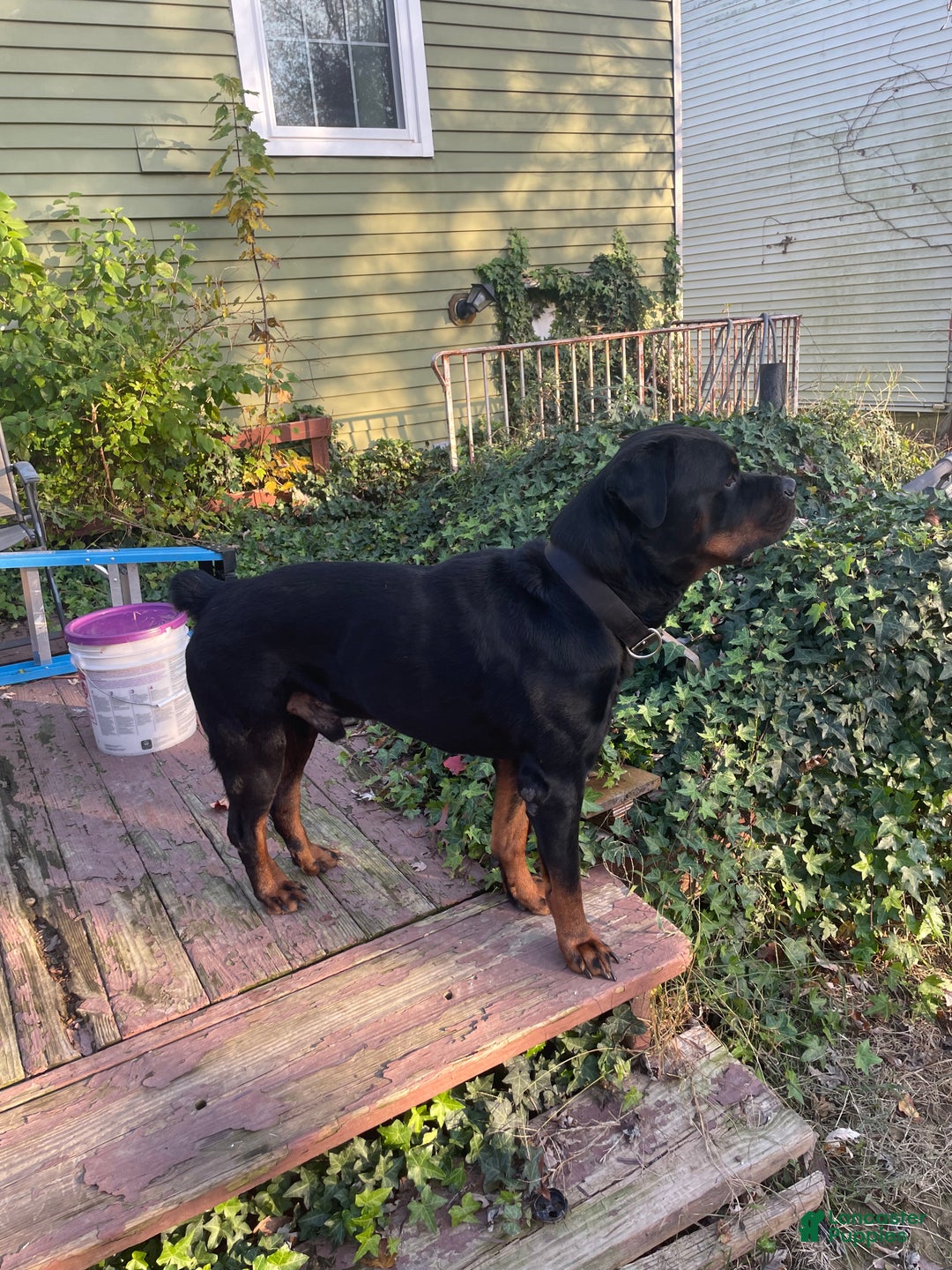 Rottweiler dogs for sale: Rottweiler Puppy 2 - Ad 4