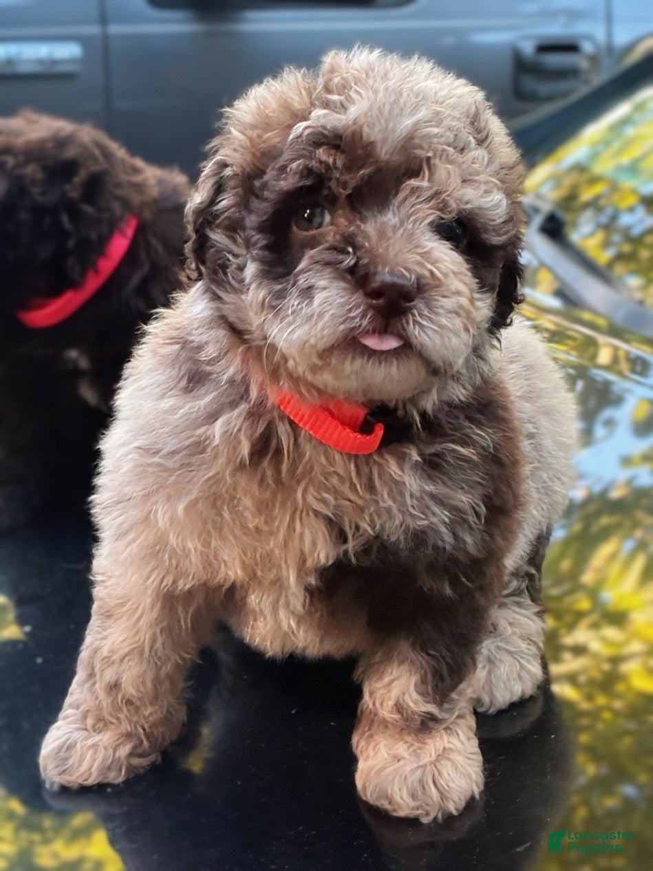 Mini Aussiedoodle dogs Benny - Ad 1