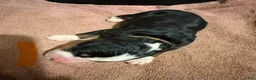 Bernese Mountain Dog dogs for sale: Orange - Ad 12