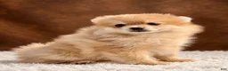 Pomeranian dogs for sale: Pomeranian 5 - Ad 4