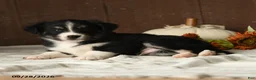 Mixed Breed dogs for sale: Almond - Ad 4