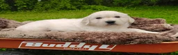 Golden Retriever dogs for sale: Rosie - Ad 7