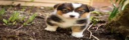 Welsh Corgi Pembroke dogs for sale: Gabriella - Ad 6