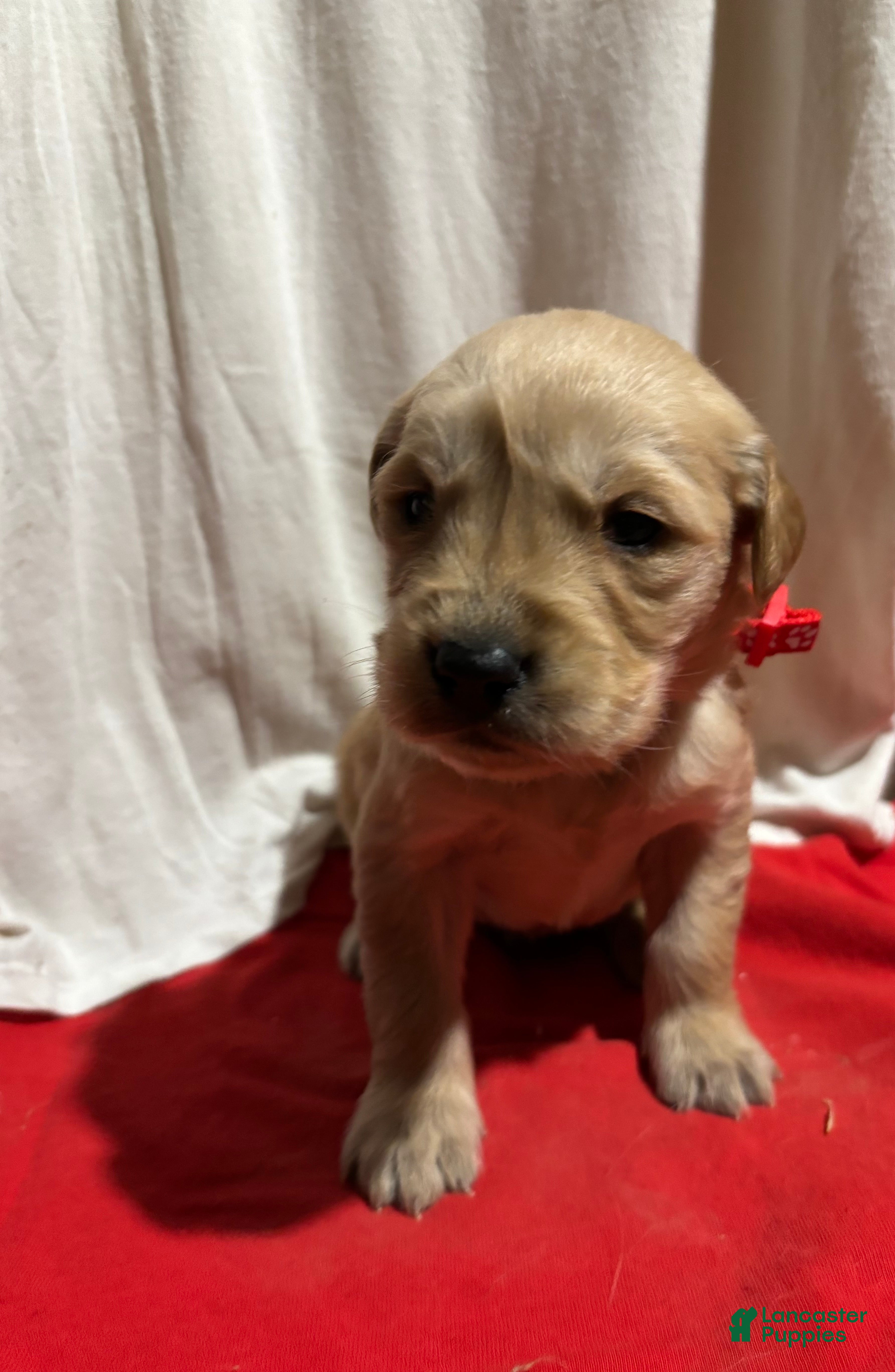 Golden Retriever dogs Red - Ad 9