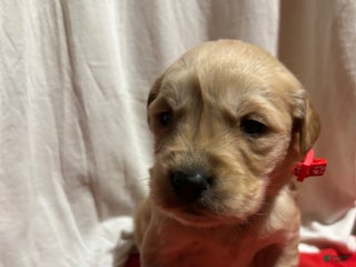 Golden Retriever dogs Red - Ad 9