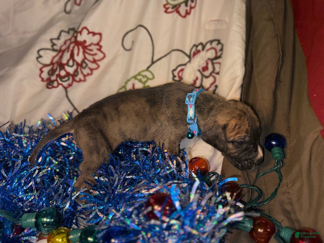 Great Dane dogs for sale: Mark - Ad 6