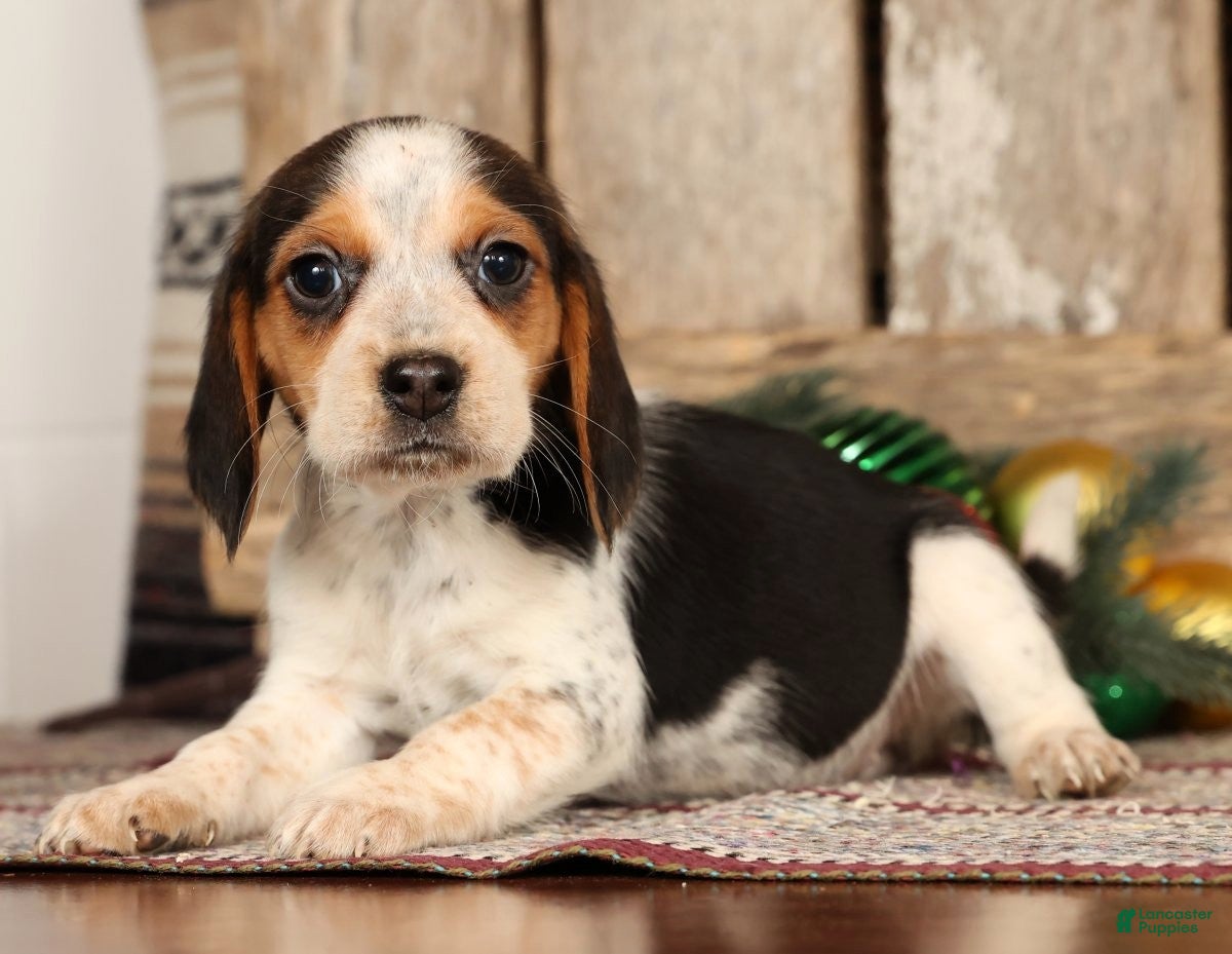 Beagle dogs Jolly - Ad 26