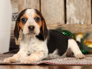 Beagle dogs Jolly - Ad 1