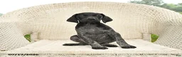 German Shorthaired Pointer dogs for sale: Daisy - Ad 4