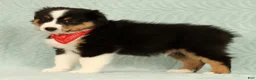 Miniature Australian Shepherd dogs for sale: Carter - Ad 6