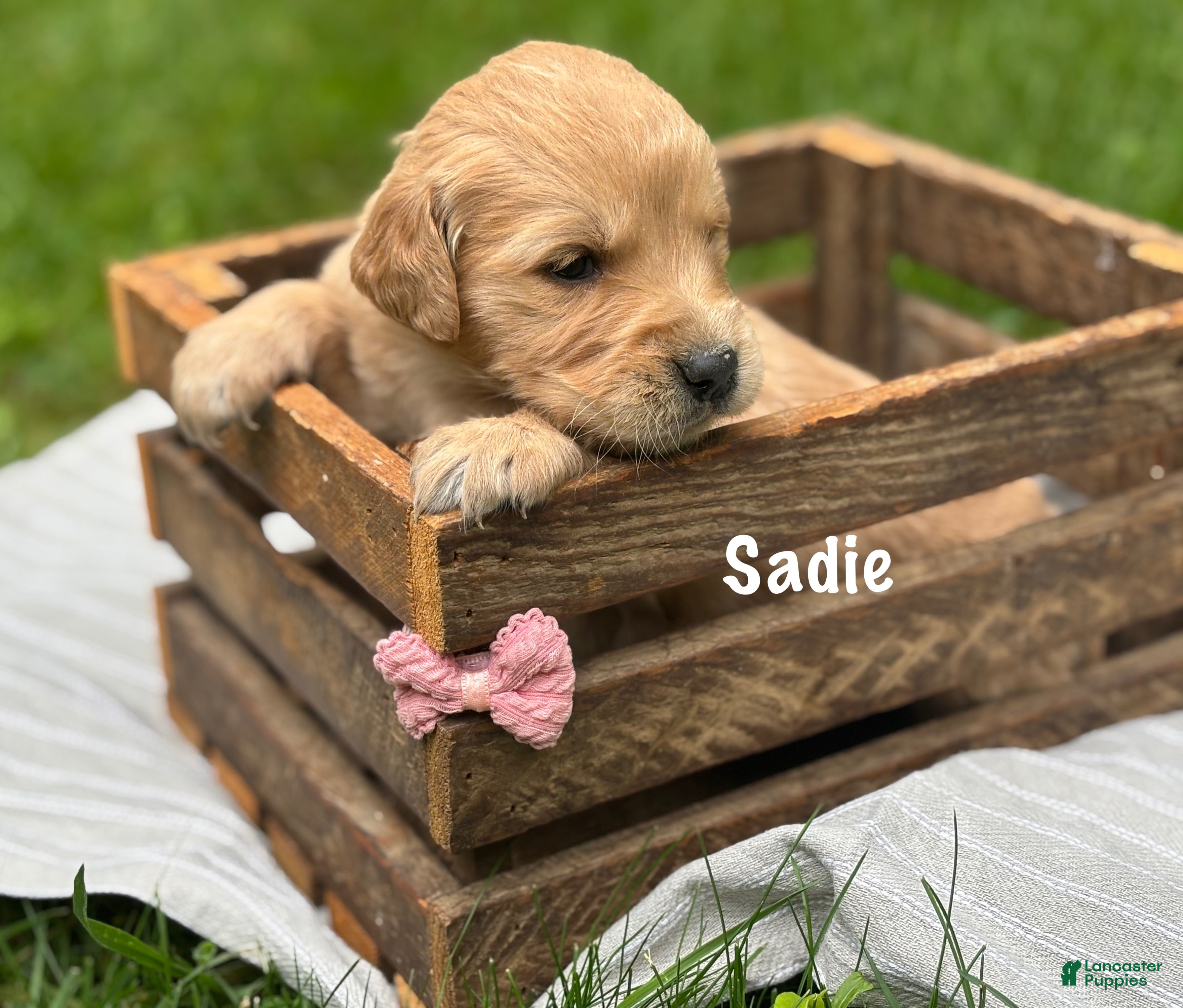 Golden Retriever dogs Sadie - Ad 1