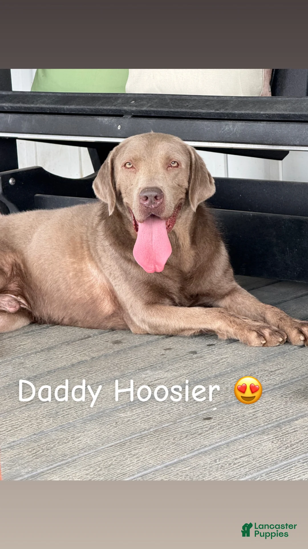 Labrador Retriever dogs for sale: Zayden - Ad 3