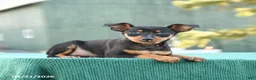 Miniature Pinscher dogs for sale: Tilly - Ad 4