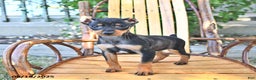 Miniature Pinscher dogs for sale: Timbo - Ad 5