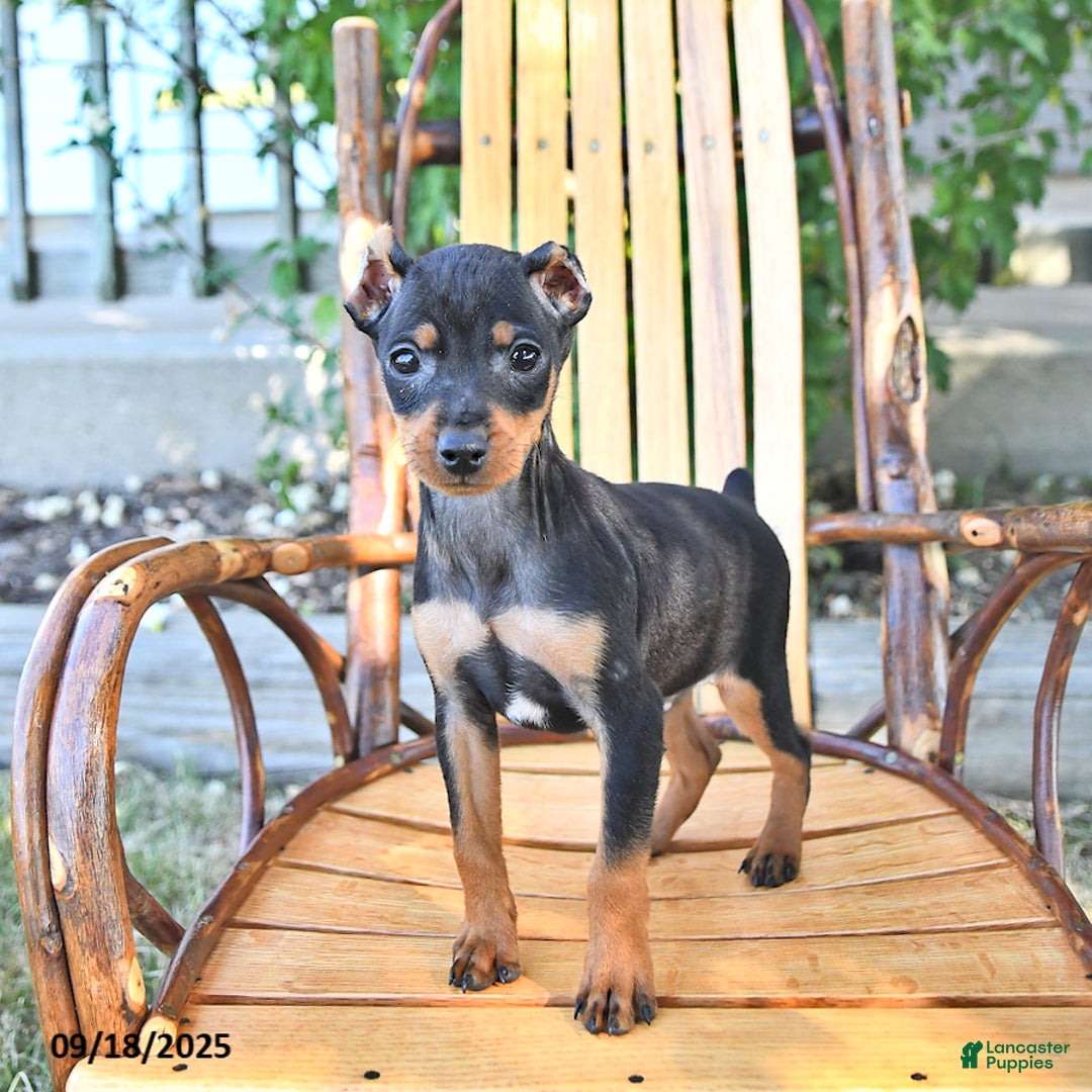 Miniature Pinscher dogs for sale: Timbo - Ad 5