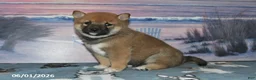 Shiba Inu dogs for sale: Sweet William - Ad 4
