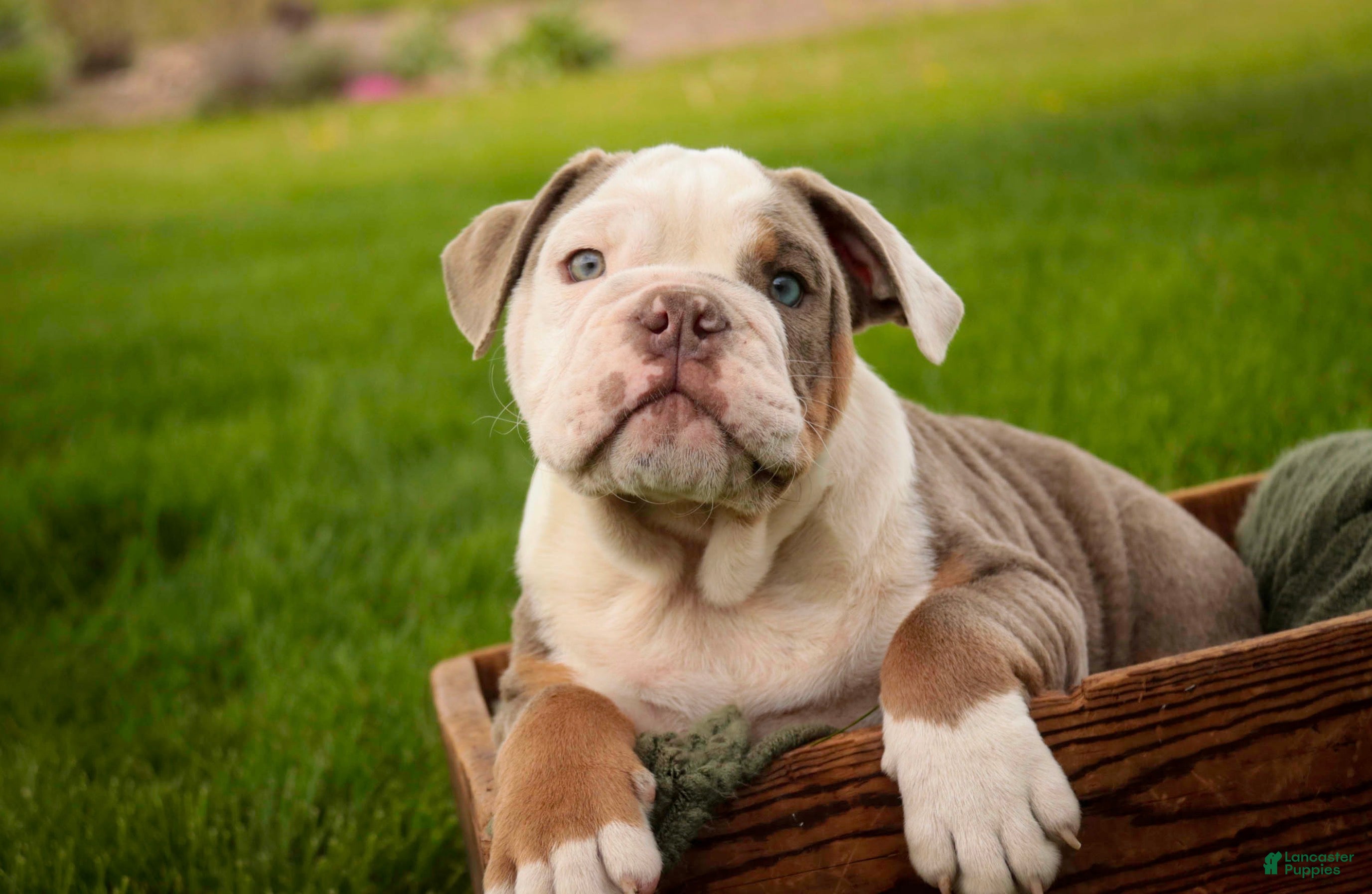 English Bulldog dogs Neal English Bulldog Puppy  - Ad 2