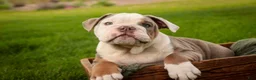 English Bulldog dogs for sale: Neal English Bulldog Puppy  - Ad 2