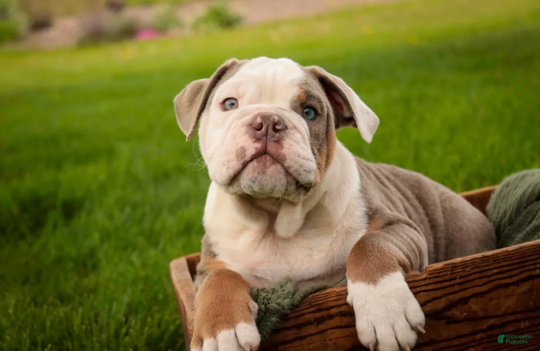 English Bulldog dogs for sale: Neal English Bulldog Puppy  - Ad 2