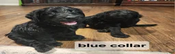 Labradoodle dogs for sale: Labradoodle blue collar - Ad 10