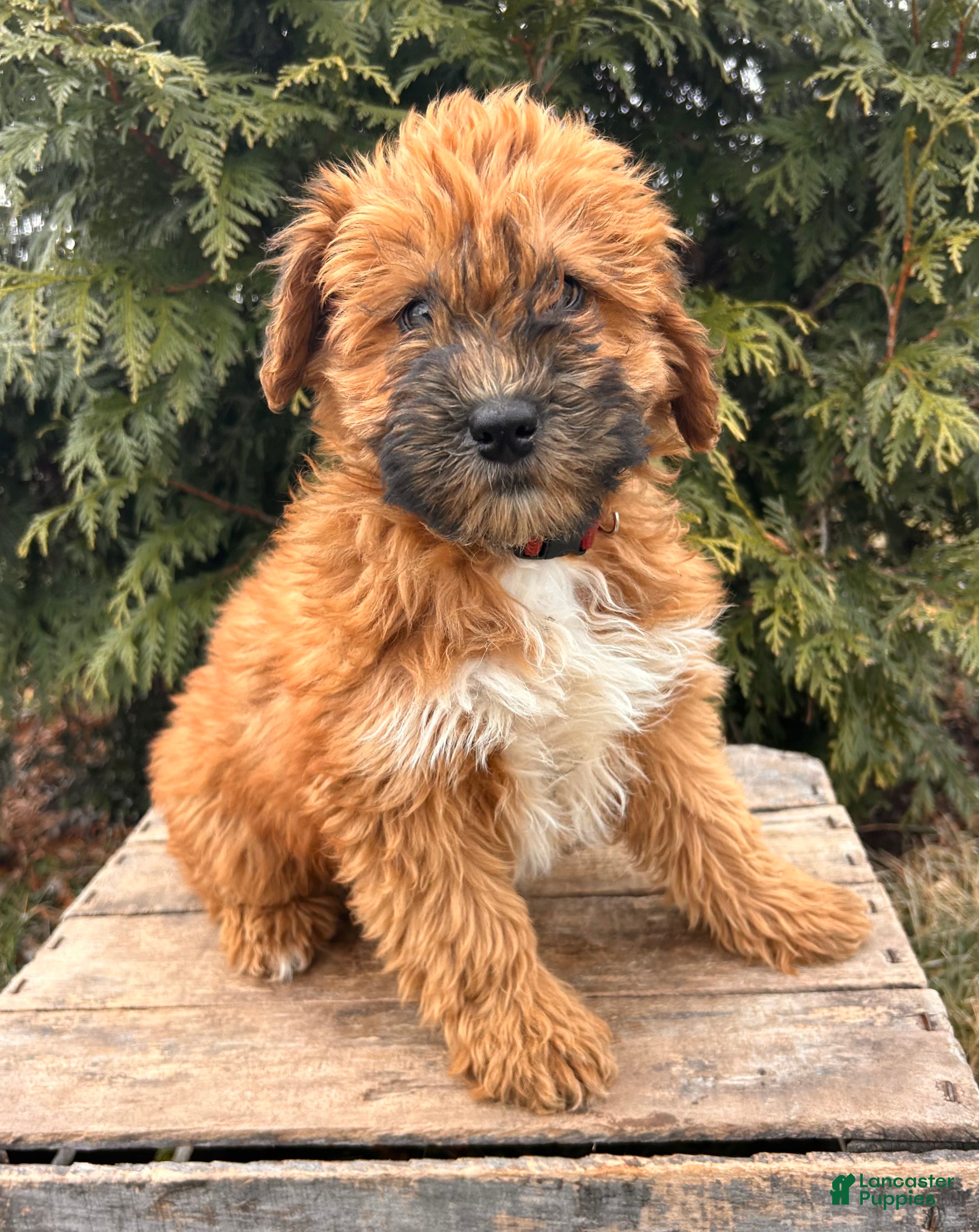 Whoodle dogs Winnie - Ad 2