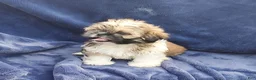 Shih Tzu dogs for sale: BETTY - Ad 6