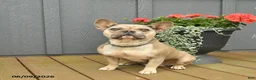 French Bulldog dogs for sale: Cuddles - Ad 3