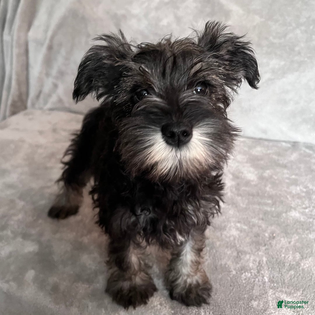 Miniature Schnauzer dogs for sale: Teddy - Ad 3