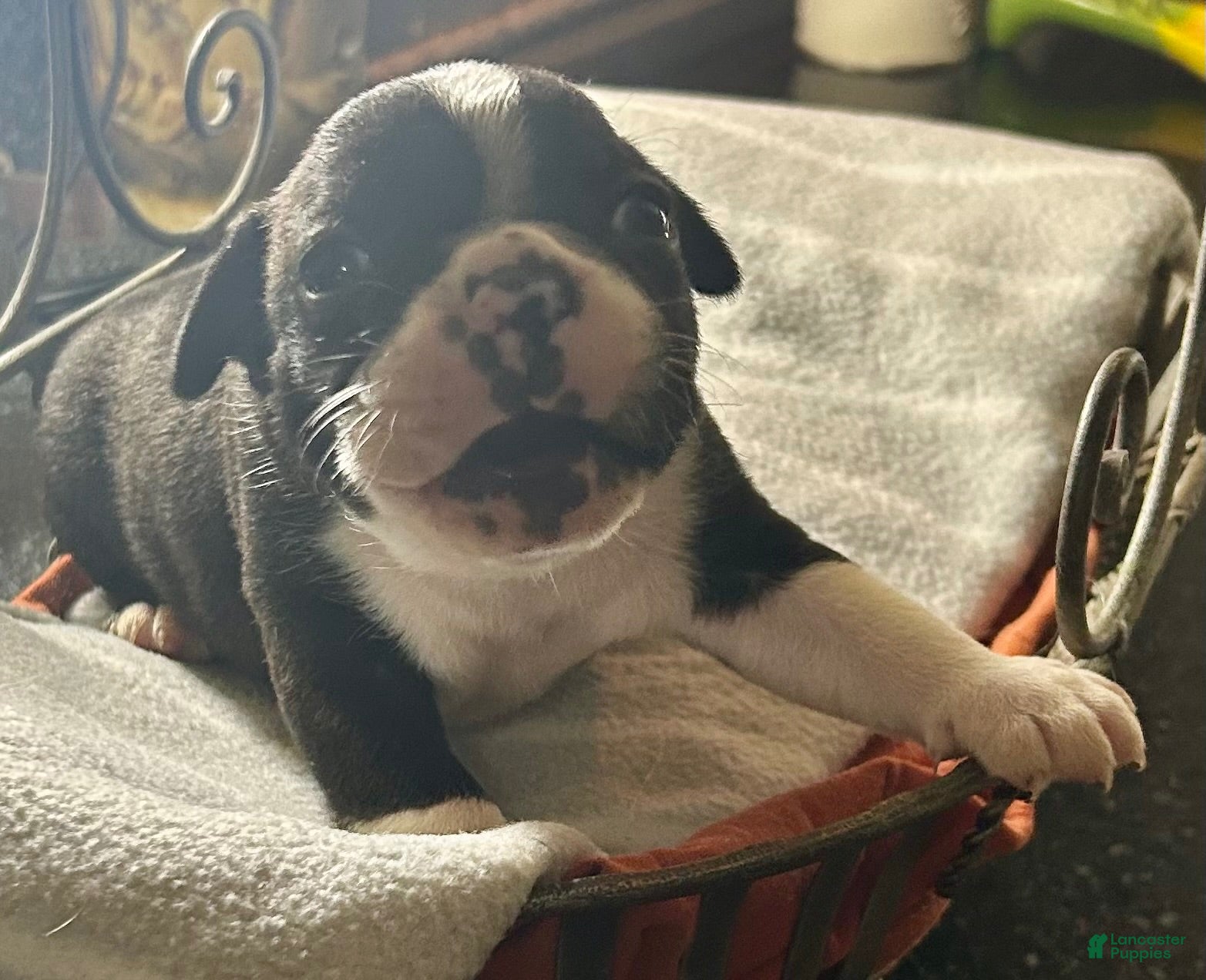 Boston Terrier dogs Boston Terrier 13 - Ad 19