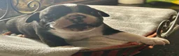Boston Terrier dogs for sale: Boston Terrier 13 - Ad 1