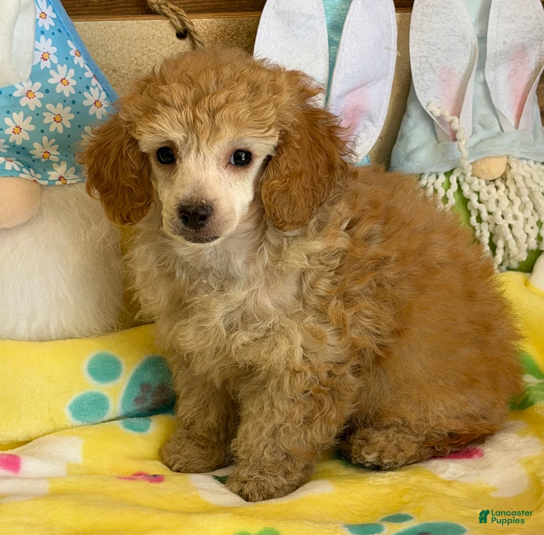 Toy Poodle dogs for sale: Pansy - Ad 3