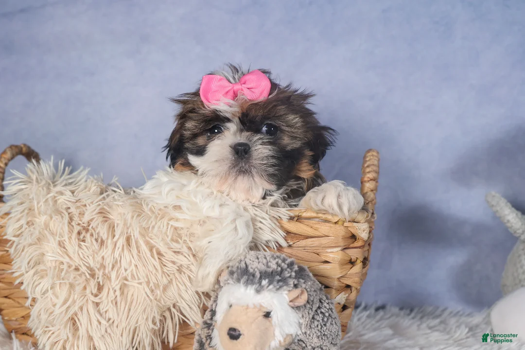 Shih Tzu dogs for sale: JENA - Ad 11