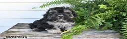Morkie dogs for sale: Archie - Ad 3