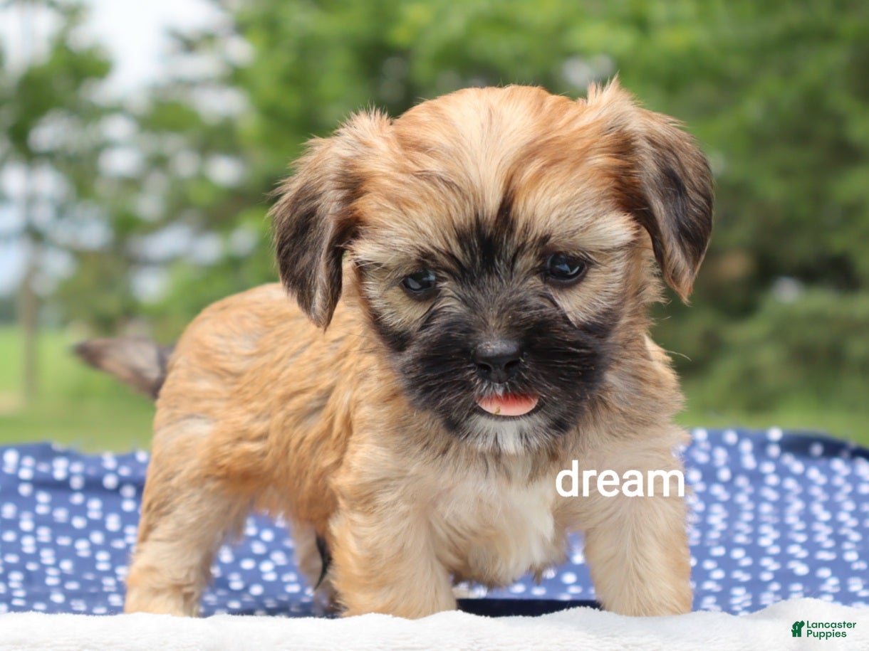 Mixed Breed dogs Nash - Ad 1
