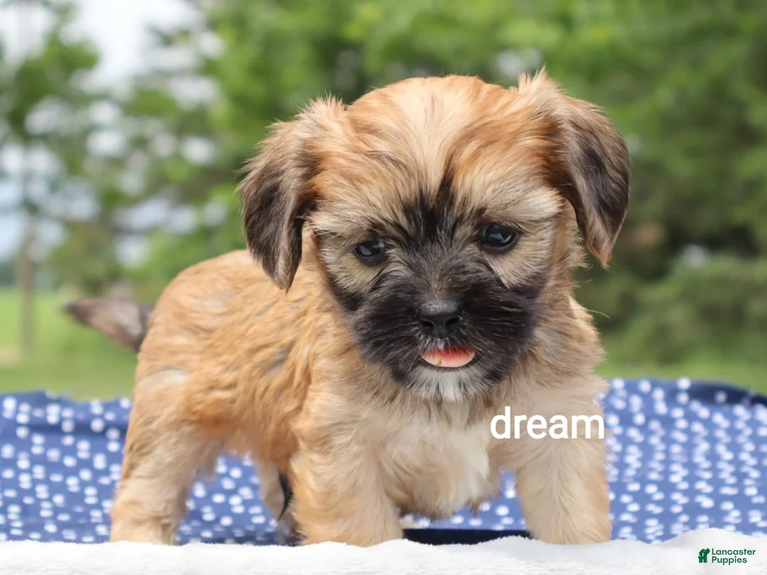 Mixed Breed dogs for sale: Nash - Ad 1