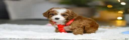 Cavapoo dogs for sale: Sammy - Ad 5