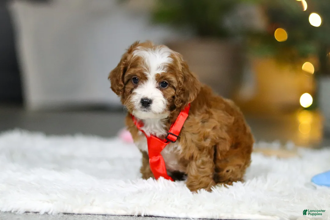 Cavapoo dogs for sale: Sammy - Ad 5