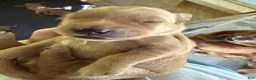 Golden Retriever dogs for sale: Golden Retriever 4 - Ad 2