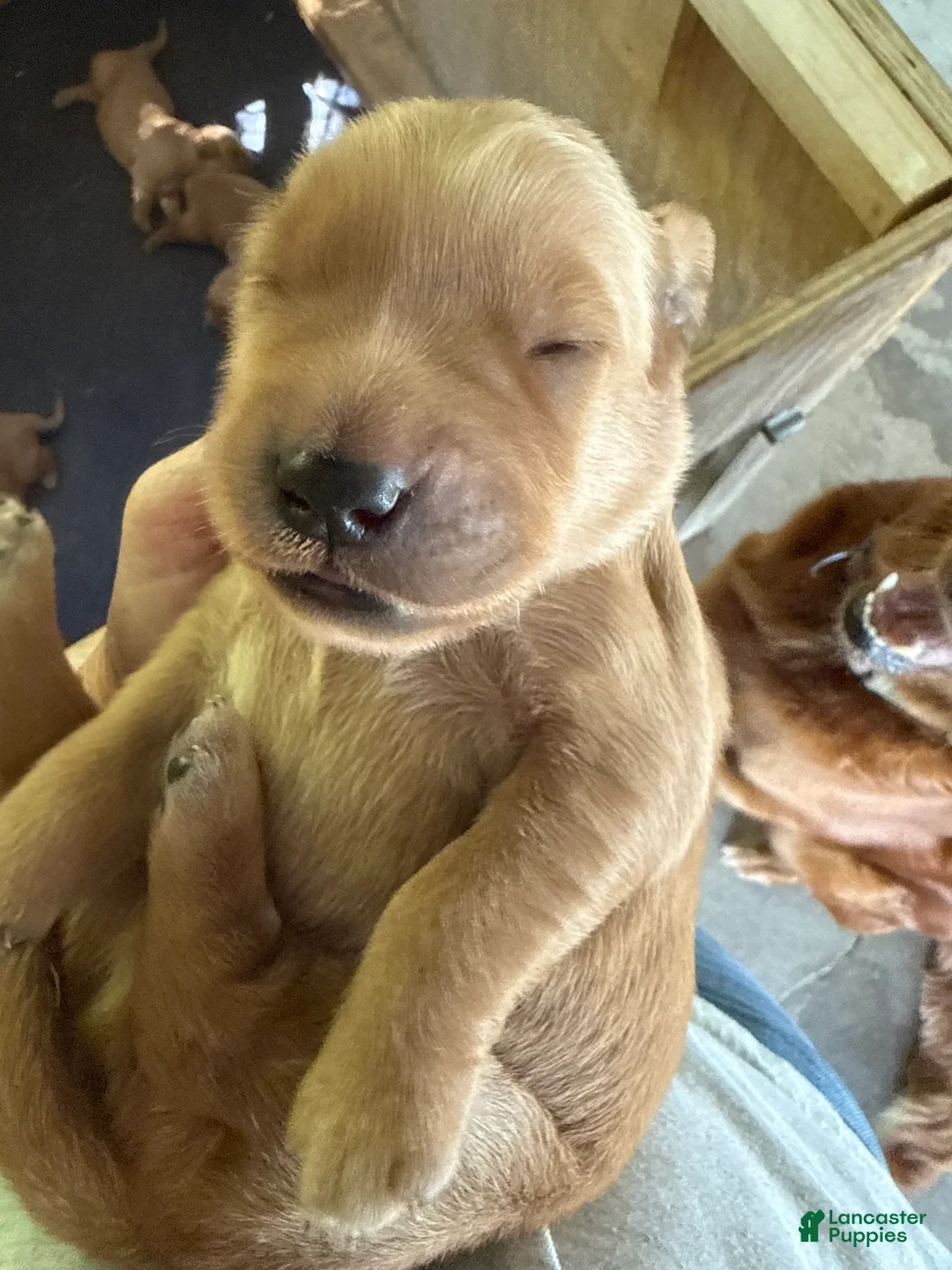 Golden Retriever dogs for sale: Golden Retriever 4 - Ad 2