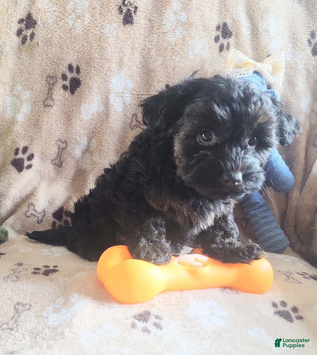 Yorkiepoo dogs for sale: Starr Bright - Ad 7